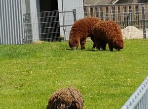 Besichtigung Ferienhof Lamp